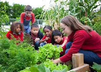 children in red shirts planting lettuce in a garden